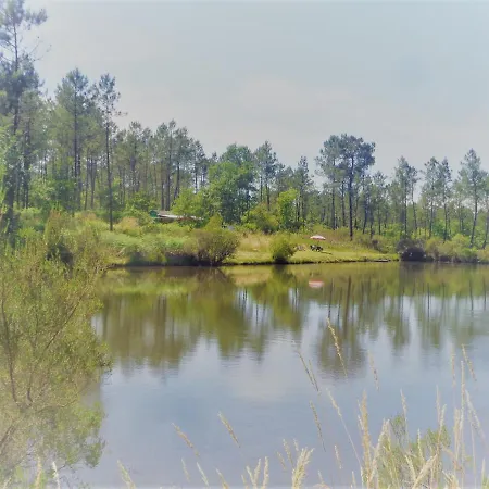 Cuckoo Forest *